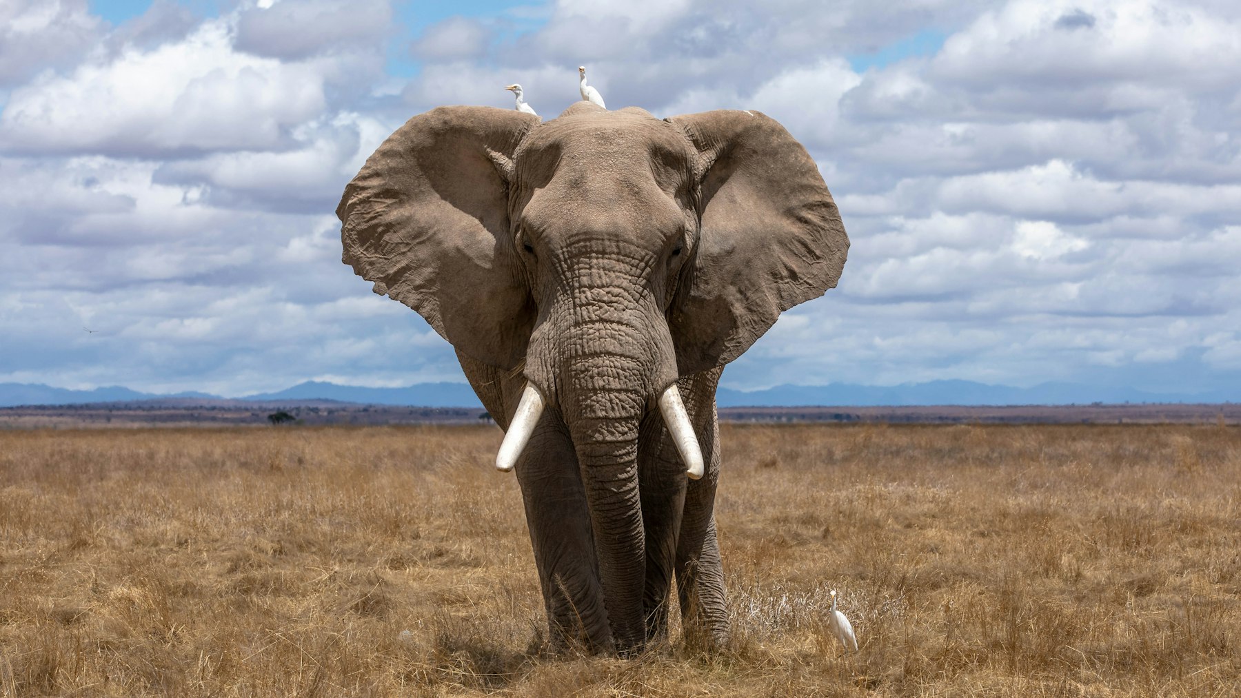 Serengeti Signature Safari