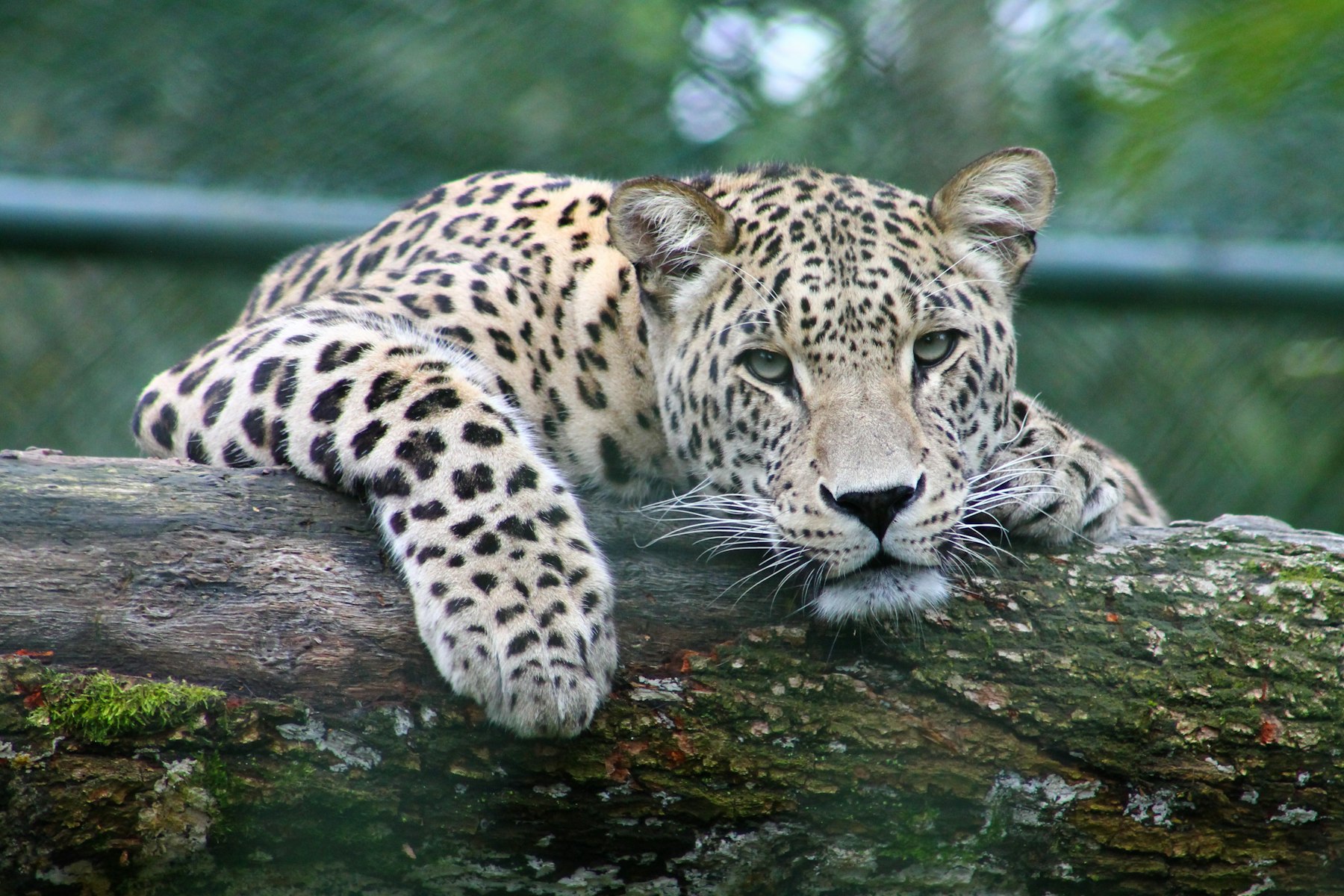 A leopard at rest — the kind of sighting our guides are known for finding