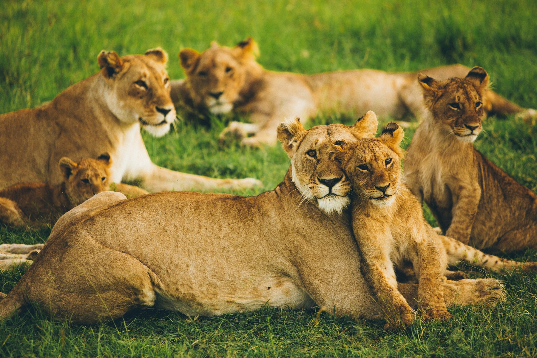 Ruaha National Park
