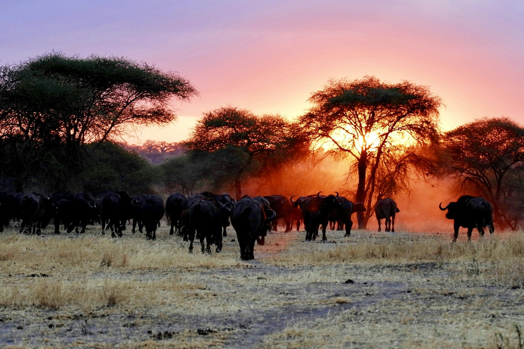Great Migration Safari
