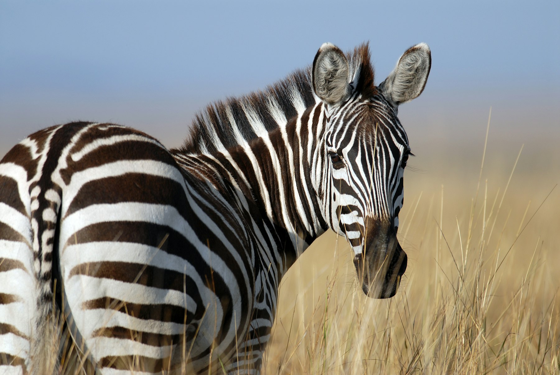 Eight Questions Every First-Time Safari-Goer Asks